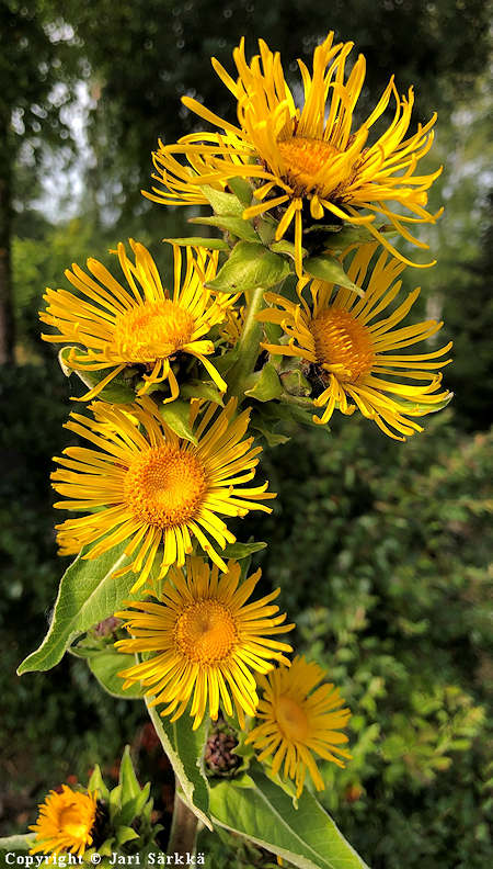 Inula racemosa terttuhirvejuuri -JS.jpg